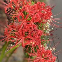 ヒガンバナ,赤い花,お花の画像