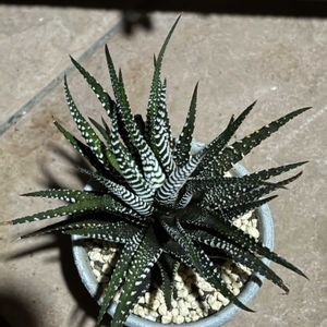ハオルチア,多肉植物,成長,記録,置き場所問題の画像