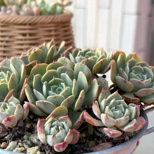 沙羅姫牡丹,タイワンホトトギス,寄せ植え.,小さな庭の画像