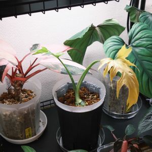 観葉植物,植物のある暮らし,フィロデンドロン属,植物棚,植物好きな人と繋がりたいの画像