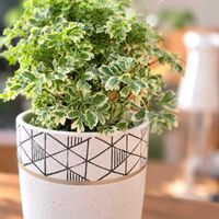 ポリシャス,観葉植物,リビング,キッチン,玄関アプローチの画像