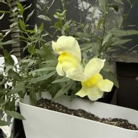 キンギョソウ,小菊,庭の花と木,菊とアゲハの画像