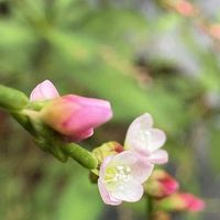 ハス,ヒレタゴボウ,　蓮の実,ボントクタデ,ヒレタゴボウ(アメリカミズキンバイ)の画像