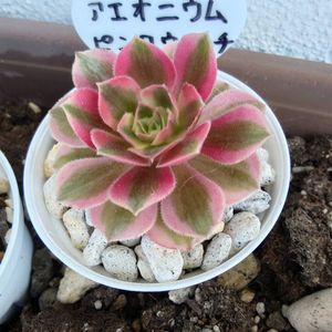 アエオニウム 属,アエオニウム　ピンクウィッチ,多肉植物,多肉ちゃん,成長記録の画像