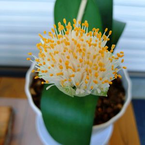 シコンノボタン,マユハケオモト,ミセバヤ,レモン,酔芙蓉の画像