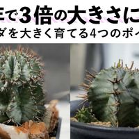 ホリダの画像