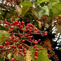ガマズミ,ヤマボウシ,ヒノキ,シラカシ,新潟県立植物園の画像