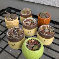 リトープス,多肉植物の画像