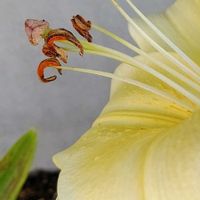 ユリ,イエロー,大好きな花,シルエット❤︎,風の中の画像