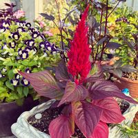 アセビ,ケイトウ セロシア,花のある暮らし,小さな幸せ♡,癒しのひと時の画像