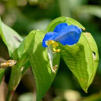 ツユクサ,ホソヒメヒラタアブ,野草,たのしむんよの画像