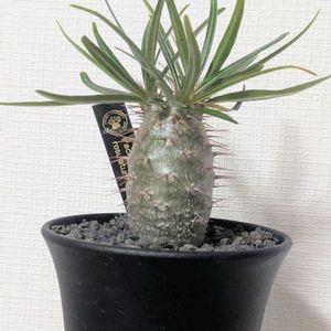 パキポディウム・グラキリス,塊根植物,成長記録,新しい仲間,今日のベランダの画像