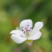 ゲンノショウコ,ゲンノショウコ﹙現の証拠﹚,お花,美しい,過去picの画像