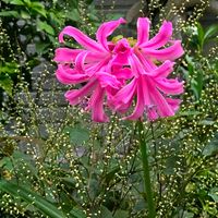 アサガオ,ネリネ,ハギ,ザクロの花,ミズヒキの画像