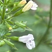 カラミンサ,カラミンサ・ネペタ,ハーブ,小さな花,マンションの花壇の画像