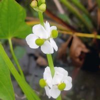 オモダカ,クワイ,ビオトープ,今日のお花,頑張れ　大谷翔平選手の画像