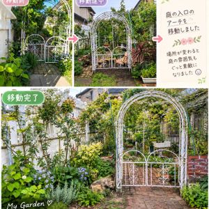 ミニバラ,アンティークレース,ミニバラ コルダーナ,ポケモンカード,バラのある暮らしの画像