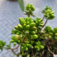 虹の玉,虹の玉,虹の玉,虹の玉,鉢植えの画像