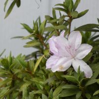 ツツジ,Juneの会,月曜日は元気色の花,秘密の花園♡,2020年6月同期NO.002の画像