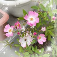 フウセンカズラ,バレリーナ,モロヘイヤ,エバーゴールド,つるバラの画像