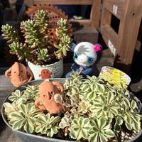 ゴーヤ,オーロラ,アトランティス,ゴーヤの花,お迎え記録の画像