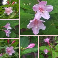 ウツギ,可愛い,楽しかった♪,いつもありがとう,ピンク色のお花の画像
