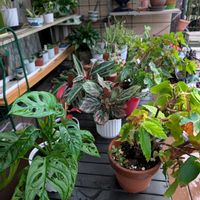 カラテア,木立ベゴニア,マドカズラ,観葉植物,花のある暮らしの画像