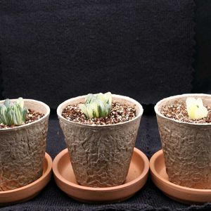 ハオルチア,多肉植物,ハオルチア属,多肉大好き,植物育成ライトの画像