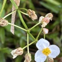 オモダカ,クワイ,オモダカ（雌花）,オモダカ（雌花）,オモダカ(雄花)の画像