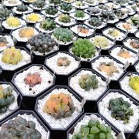 ハオルチア,ハオルチア オブツーサ,オブツーサ錦,多肉植物,ハオルチア属の画像