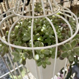 トマト,アスパラ,姫秋麗,シイタケの画像