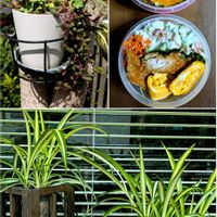 オリヅルラン,オリヅルラン,オリヅルラン,多肉植物いろいろ,私の思い出❤️の画像