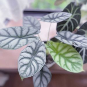 アロカシア,アロカシア　シルバードラゴン,アロカシア　シルバードラゴン,観葉植物,新芽の画像