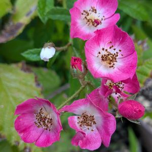 ミニバラ,鉢植え,小さな庭の画像