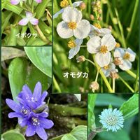オモダカ,コナギ,イボクサ,タカサブロウ,今日のお花の画像