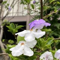 セイヨウニンジンボク,ニオイバンマツリ,ノコンギク,リンドウ,花のある暮らしの画像