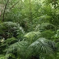 ベンジャミン,Lytocaryum weddellianum(ブラジルヒメヤシ),ベンジャミン・ヌダ,ブラジル ヒメヤシ,観葉植物の画像