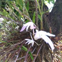 セッコク,セッコク,珍しいお花,お出掛け先での画像