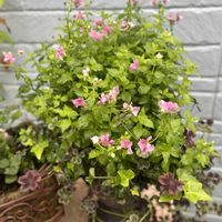 ネメシア,シルクロード,ネメシア ネシア マゼンタ,宿根ネメシア　ヴァヴァブーン,花のある暮らしの画像