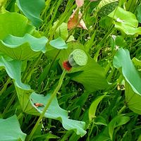 オモダカ,オモダカ,オモダカの花,ハスの花,ウォーターポピーの画像