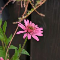エキナセア,栃の実,ノリウツギ,エキナセア ミニベル,今日のお花の画像