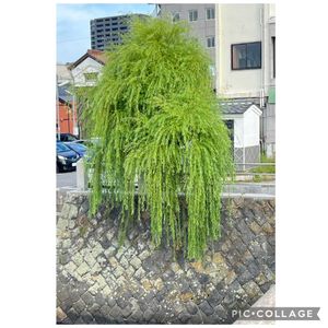 シダレヤナギ,ルリヤナギ,旅行,おでかけ先,宍道湖の画像