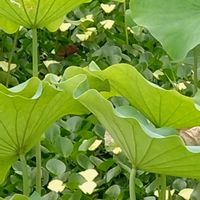 ウォーターポピー,ウォーターポピー,ミズヒナゲシ,ミズヒナゲシ,ウォーターポピーの花の画像
