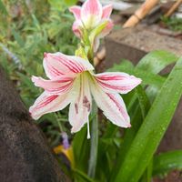 アマリリス,不思議,アマリリス♪,自然の不思議,アマリリス♡の画像