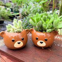 熊童子錦,熊童子,多肉植物,コチドレン属の画像