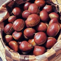 アナベル,クリ,栗,栗（くり）,花のある暮らしの画像