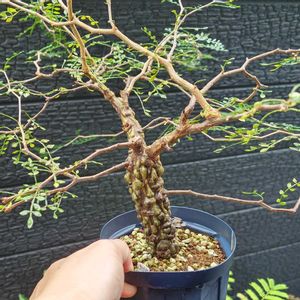 オペルクリカリア・パキプス,オペルクリカリア パキプス,多肉植物,観葉植物,塊根植物の画像