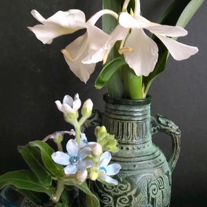 オキシペタラム ブルースター,ジンジャーリリー,地植え,マイガーデン,いい香り♡の画像