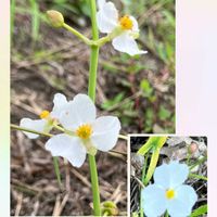 オモダカ,アサザ,コウホネ,オモダカの花,水生植物の画像