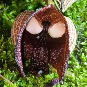 植物園,温室,東京,花のある暮らし,緑のある暮らしの画像